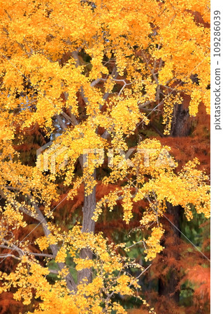 落葉的樂松(日本柳杉) 落葉的樂松(日本柳杉) 109286039