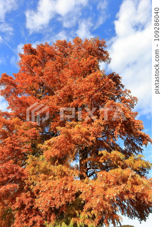 落葉的樂松（日本柳杉） 109286040