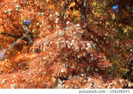 Rakusho (Japanese cedar) with autumn leaves 109286041