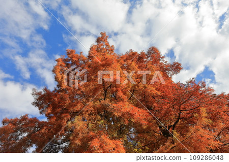 Rakusho (Japanese cedar) with autumn leaves Rakusho (Japanese cedar) with autumn leaves 109286048