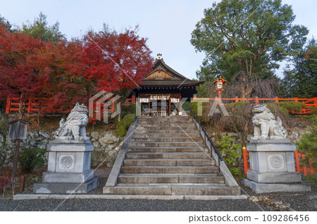 秋天的京都船岡山,清晨的建君神社,參拜殿裡覆蓋著秋葉 秋天的京都船岡山,清晨的建君神社,參拜殿裡覆蓋著秋葉 109286456