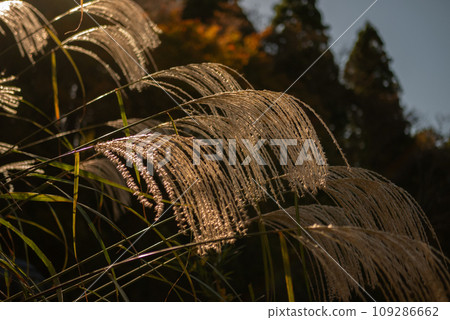 清晨的陽光照亮的潘帕斯草【秋天】 109286662