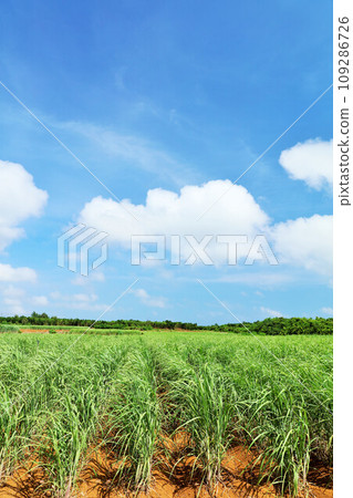 沖繩宮古島夏日藍天與甘蔗田 109286726