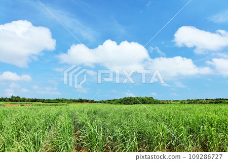 沖繩宮古島夏日藍天與甘蔗田 沖繩宮古島夏日藍天與甘蔗田 109286727