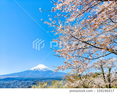 Cherry blossoms and Mt. Fuji (Arakurayama Sengen Park) 109286817