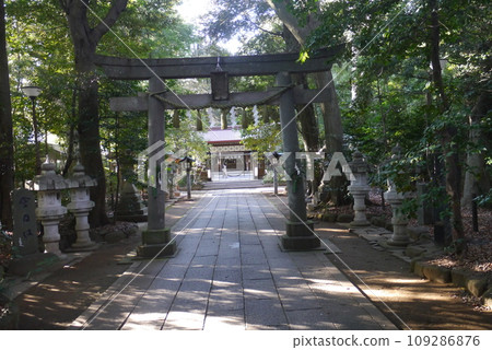 Komaki Suwa Shrine in Nagareyama City is in a forest of large trees after passing through the torii gate. 109286876