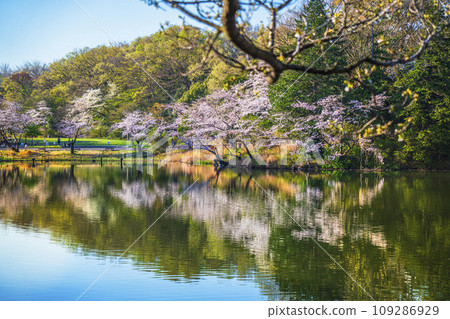 神奈川縣立三池公園的櫻花風景[神奈川縣橫濱市] 109286929