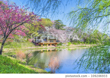 神奈川縣立三池公園的櫻花風景[神奈川縣橫濱市] 109286933