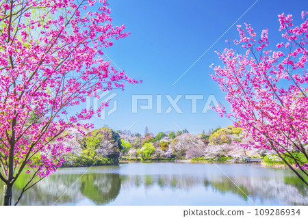 神奈川縣立三池公園的櫻花風景[神奈川縣橫濱市] 109286934
