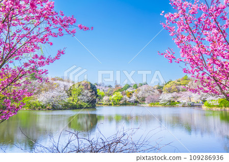 神奈川縣立三池公園的櫻花風景[神奈川縣橫濱市] 109286936