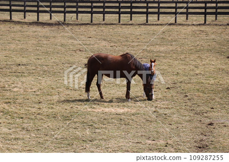 A peaceful farm scene where a thoroughbred parent and child snuggle together A peaceful farm scene where a thoroughbred parent and child snuggle together 109287255