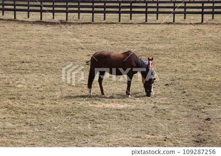 A peaceful farm scene where a thoroughbred parent and child snuggle together A peaceful farm scene where a thoroughbred parent and child snuggle together 109287256