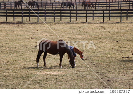 A peaceful farm scene where a thoroughbred parent and child snuggle together A peaceful farm scene where a thoroughbred parent and child snuggle together 109287257