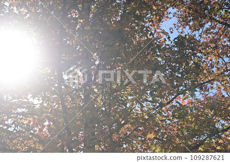 紅葉 紅葉 109287621