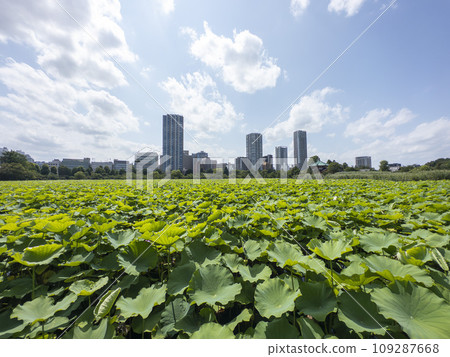 上野印象公園的領土池塘 上野印象公園的領土池塘 109287668