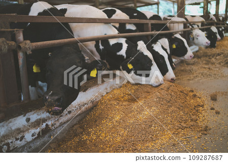 cow, cattle, cows 109287687