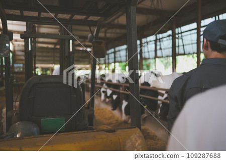 奶牛 牲口 牛 109287688