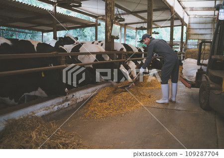 cow, cattle, cows 109287704