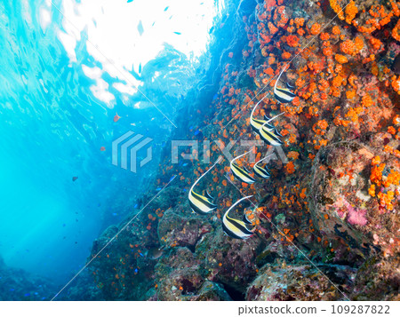 A beautiful school of Moorfish (Orunidae) and others at the Hirizo Beach drop-off. Nakagika, Minamiizu Town, Kamo District, Izu Peninsula, Shizuoka Prefecture 109287822
