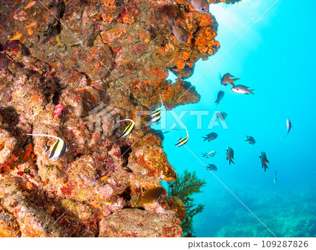 A beautiful school of Moorfish (Orunidae) and others at the Hirizo Beach drop-off. Nakagika, Minamiizu Town, Kamo District, Izu Peninsula, Shizuoka Prefecture 109287826