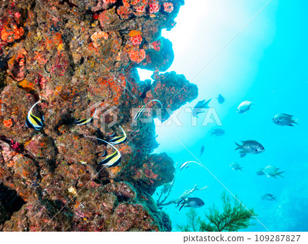 Hirizo 海灘落腳點上有一群美麗的摩爾魚(Orunidae)和其他魚類。靜岡縣伊豆半島加茂郡南伊豆町中木村 Hirizo 海灘落腳點上有一群美麗的摩爾魚(Orunidae)和其他魚類。靜岡縣伊豆半島加茂郡南伊豆町中木村 109287827