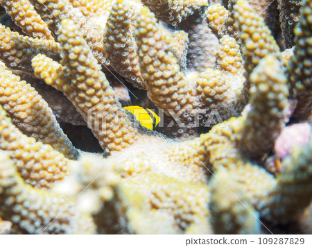 一種可愛的幼年紅鰭鯛(蝴蝶魚科),生活在餐桌珊瑚中。靜岡縣 一種可愛的幼年紅鰭鯛(蝴蝶魚科),生活在餐桌珊瑚中。靜岡縣 109287829