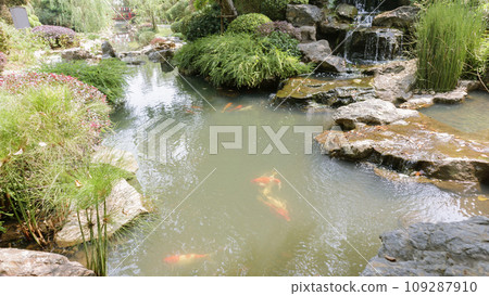 koi fish in the garden pond 109287910