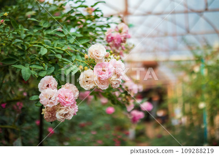 Beautiful colorful pink roses flower in the garden Beautiful colorful pink roses flower in the garden 109288219