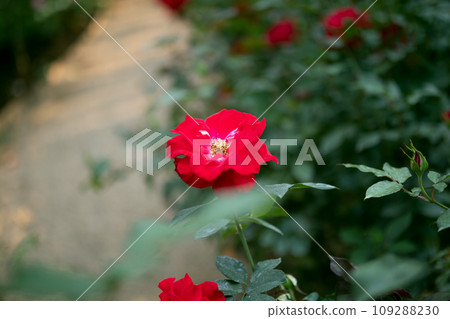 Beautiful red roses flower in the garden 109288230