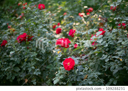 Beautiful red roses flower in the garden 109288231