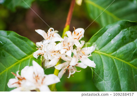 White coffee flowers in green leaves tree plantation close up White coffee flowers in green leaves tree plantation close up 109288457