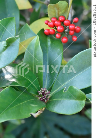 Miyamashikimi buds and fruit Miyamashikimi buds and fruit 109288511