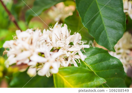 White coffee flowers in green leaves tree plantation close up White coffee flowers in green leaves tree plantation close up 109288549