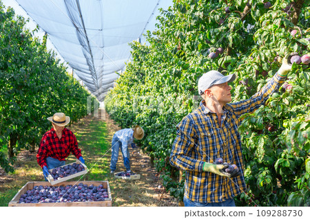 Man farm worker gathering harvest of ripe plums Man farm worker gathering harvest of ripe plums 109288730