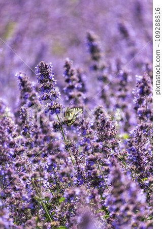 butterfly perched on lavender butterfly perched on lavender 109288816