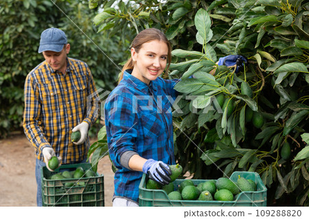 Smiling farmers picking avocados in fruit farm Smiling farmers picking avocados in fruit farm 109288820
