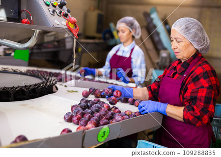 Women sorting plums at conveyor 109288835