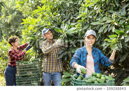 Positive farmers picking avocados in fruit farm Positive farmers picking avocados in fruit farm 109288843