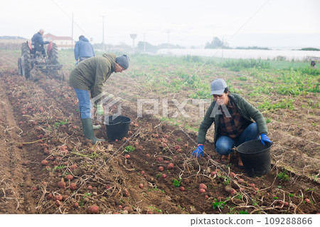 Caucasian man and Asian woman collecting potatoes 109288866