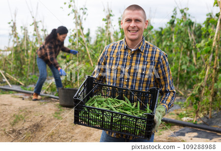Farmer harvesting ripe peas in farm field 109288988