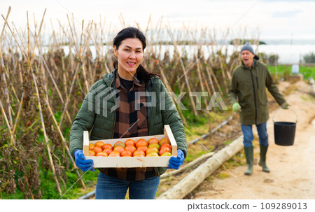 Asian woman farmer with box full of tomatoes in garden 109289013