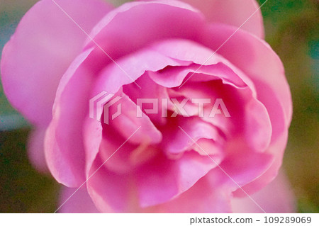 pink sasanqua pink sasanqua 109289069