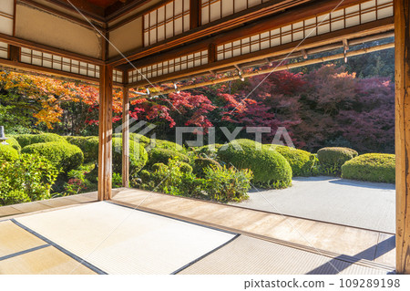 京都的秋天,四仙堂,松陰花園,秋葉 京都的秋天,四仙堂,松陰花園,秋葉 109289198