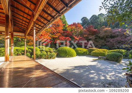 京都的秋天，四仙堂，松陰花園，秋葉 109289200