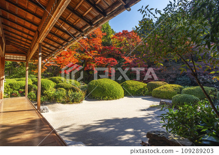 京都的秋天，四仙堂，松陰花園，秋葉 109289203