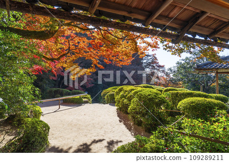 Autumn in Kyoto, Shisen-do, a garden where the leaves change color as seen from the Shisen Hall 109289211