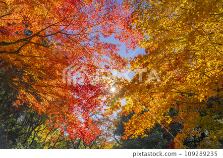 京都的秋天，紫仙堂，百日花園的秋葉佈滿天空 109289235