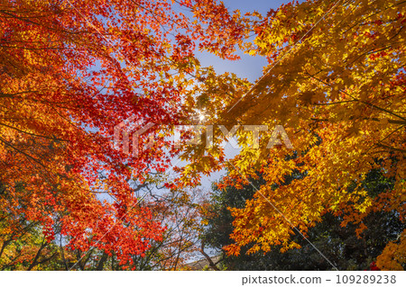 京都的秋天,紫仙堂,百日花園的秋葉佈滿天空 京都的秋天,紫仙堂,百日花園的秋葉佈滿天空 109289238