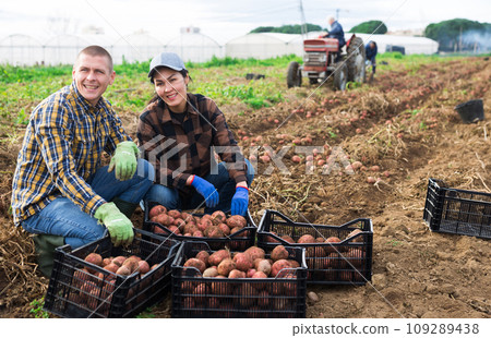 Man and woman with crop of potatoes on plantation Man and woman with crop of potatoes on plantation 109289438