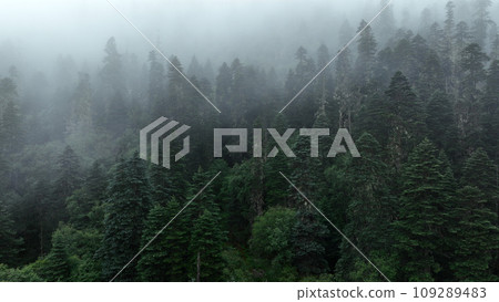 Beautiful forest landscape in Sichuan,China 109289483